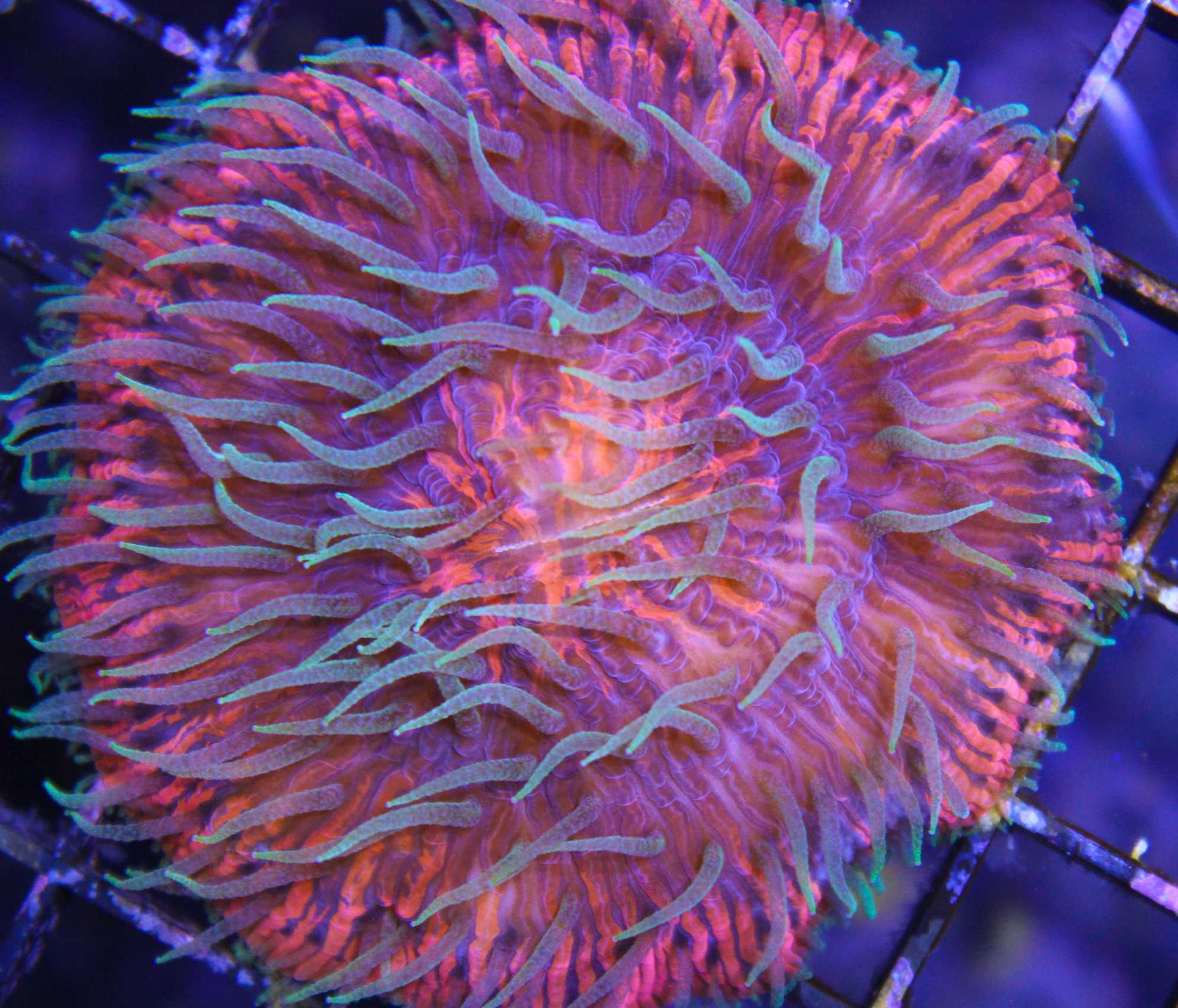 ultra plate coral