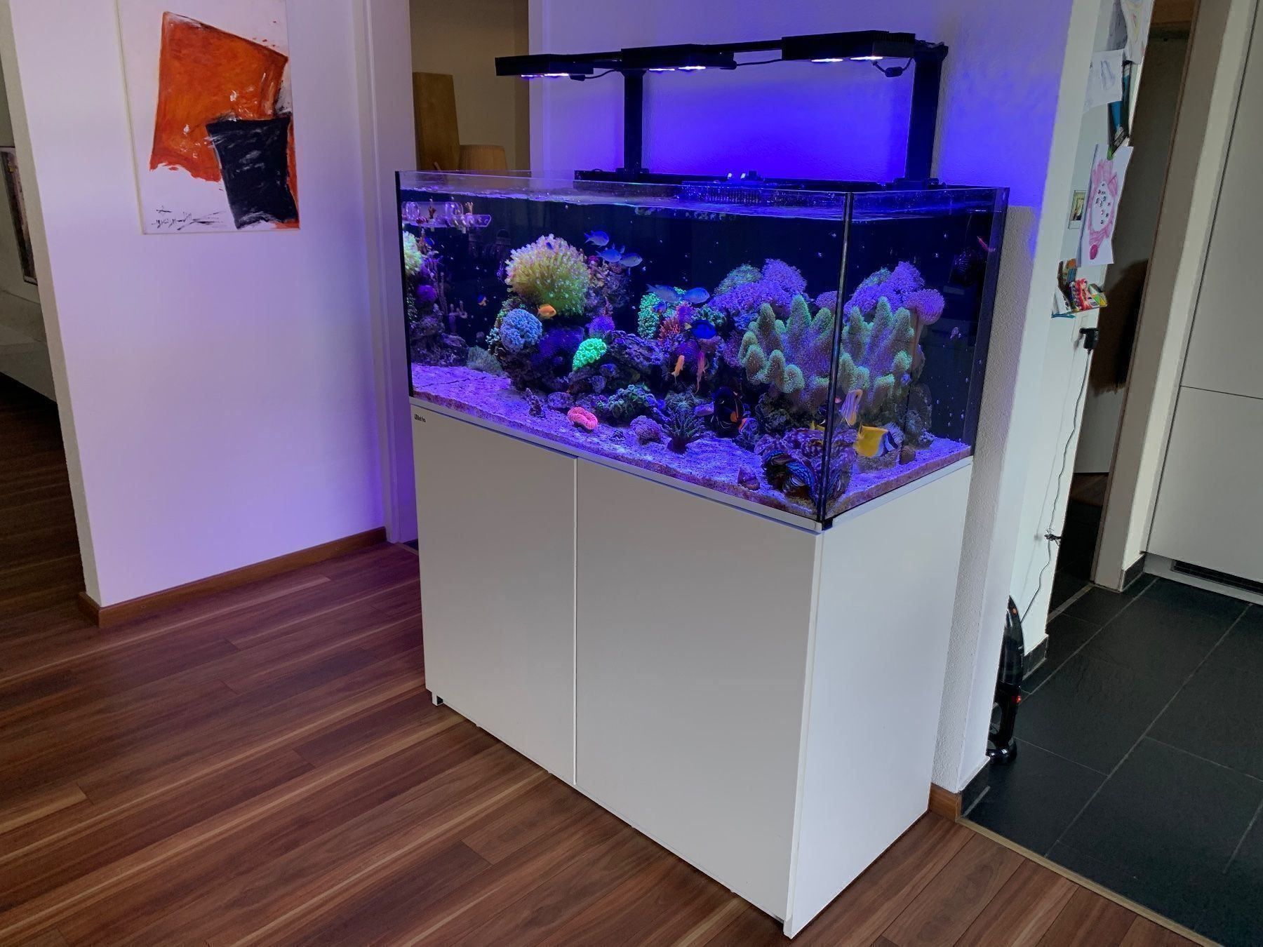 tjeneren sympatisk Ombord Red Sea Reefer Aquarium - 425 XL Black | Fragbox Corals in Toronto