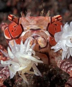 Pom Pom Crab
