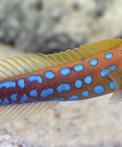 Blue Spot Jawfish