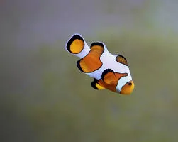 Captive Bread Clownfish Toronto