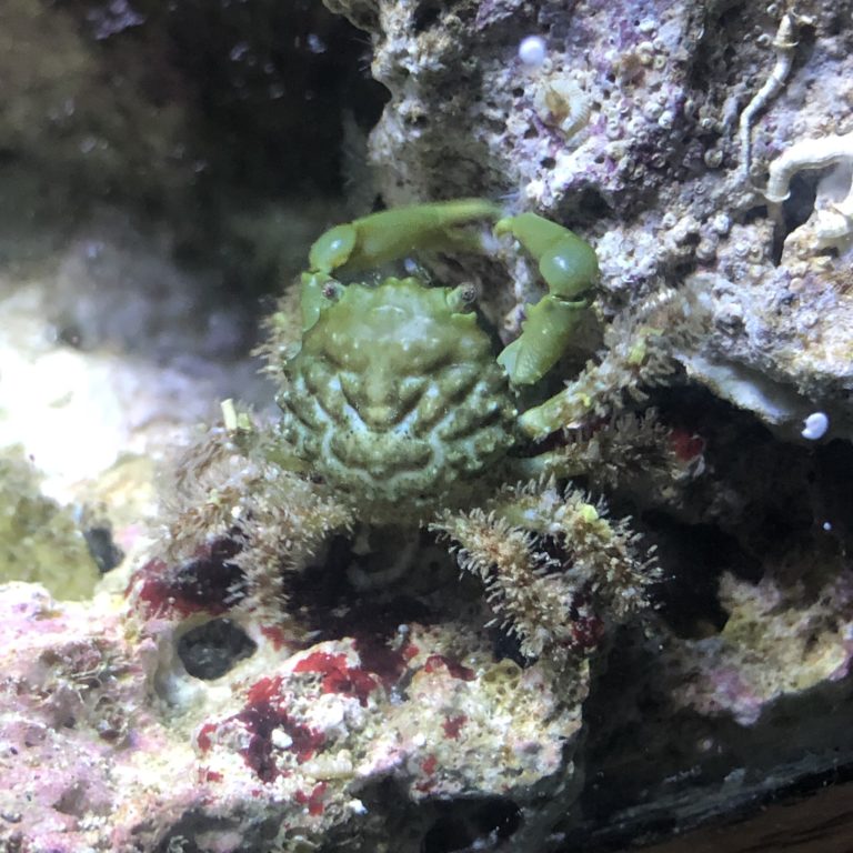Green Emerald Crab Essential Clean Up Crew Member