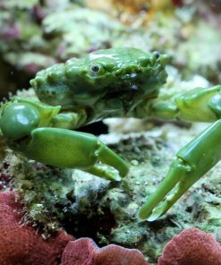 Emerald Crab
