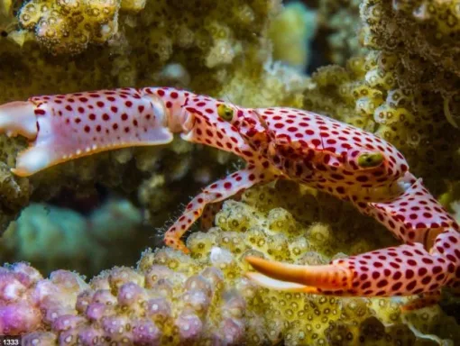 Polkadot Acro Crab (Trapezia Pocillopora) - Acropora Dwelling Crab