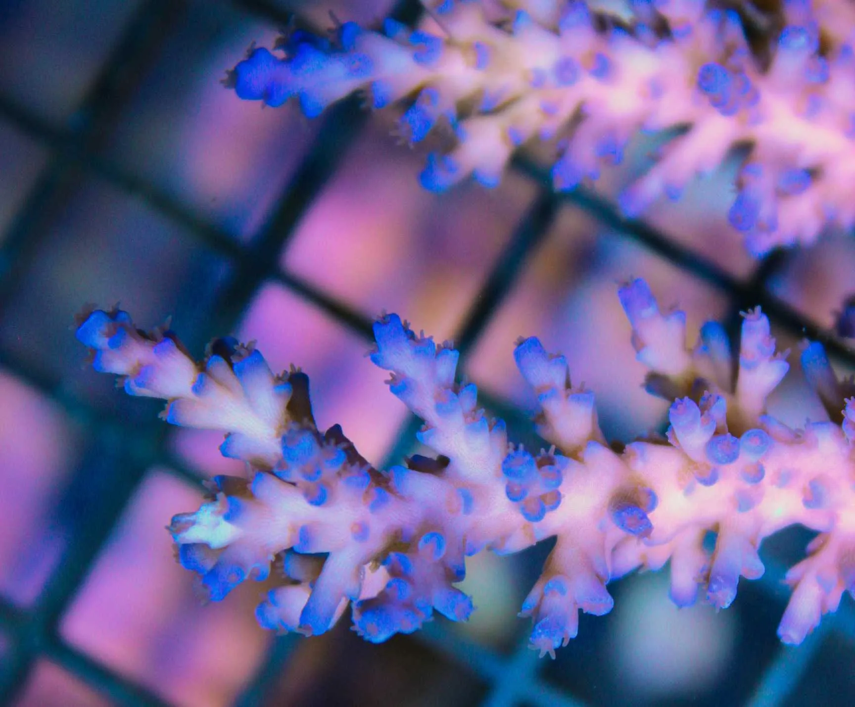 Icefire Enchinata Icefire Enchinata