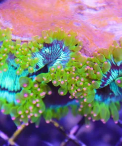 Elegance Coral