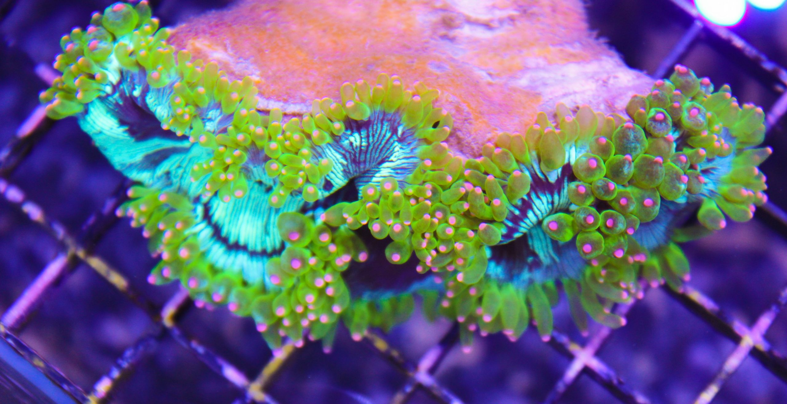 Ultra Elegance Coral - Frag Box Corals