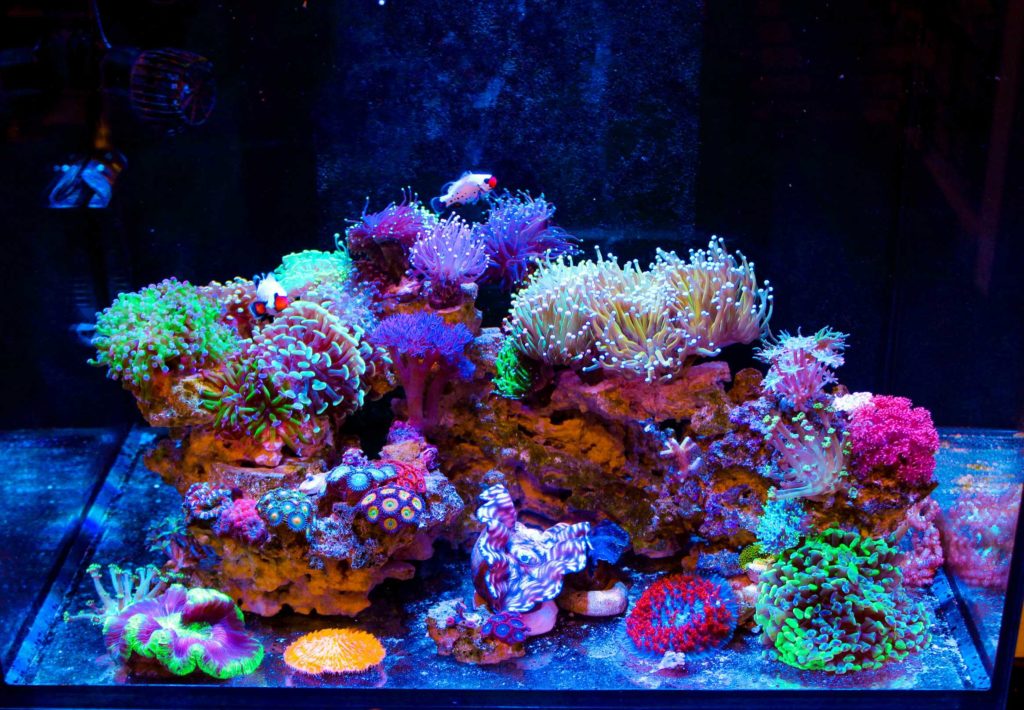 Redsea Reefer 170 Review - Frag Box Corals