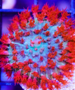 wysiwyg ultra st thomas mushroom