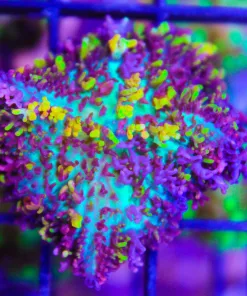 fire mushroom coral