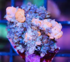 Jersey Bounce Mushroom