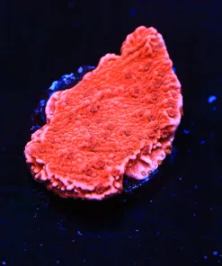 FCC Red Monticap Frag (Row #25:B)
