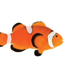 Captive Bred Misbar Clownfish