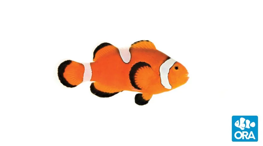 misbarocellaris