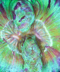 Green Open Brain Coral