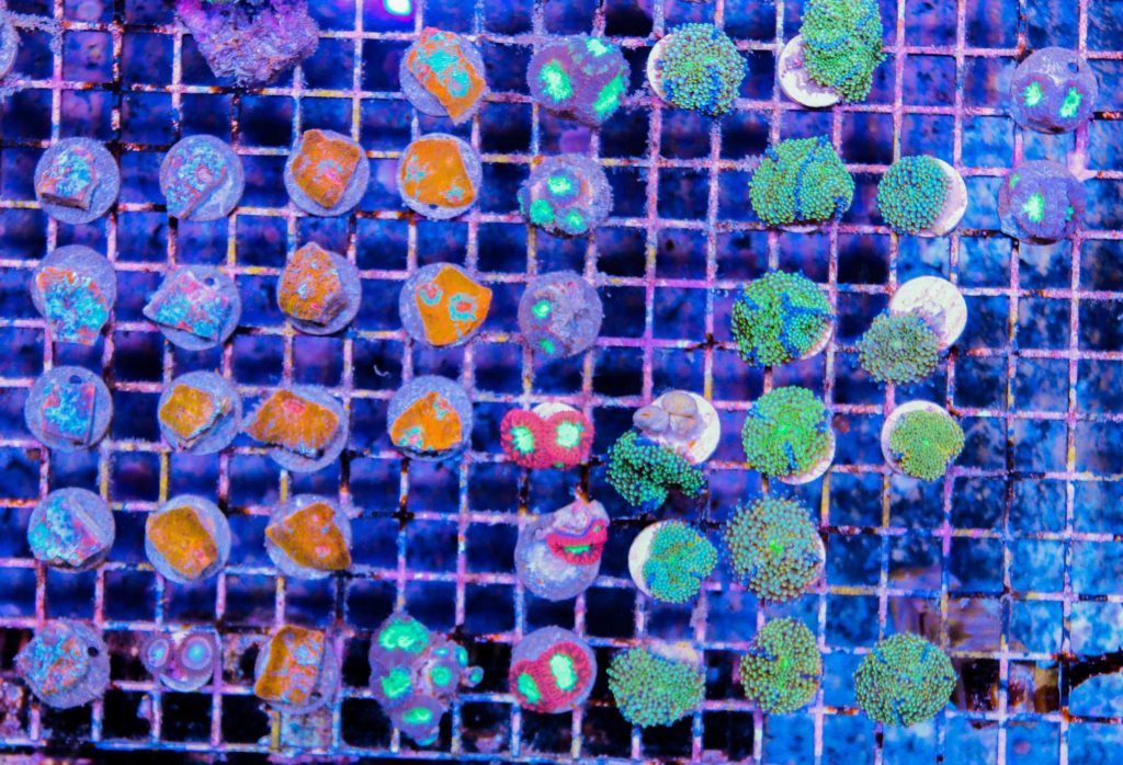 coral frags