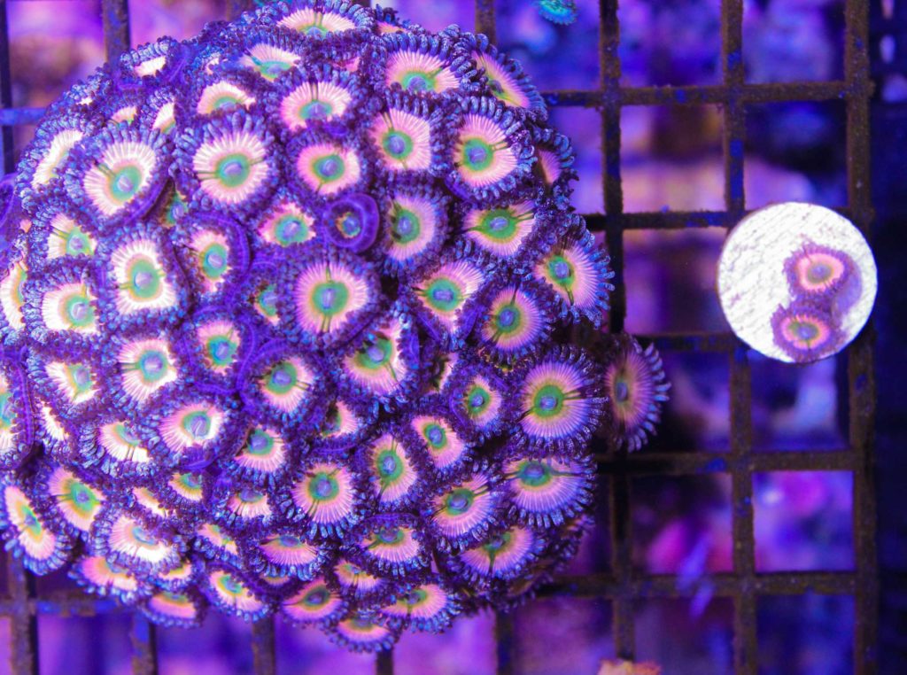 growing zoa frags