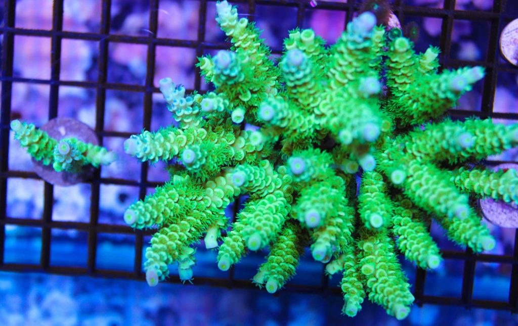 making sps coral frags