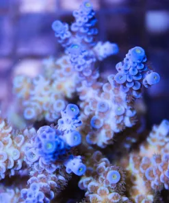 Blue Acropora Tenuis