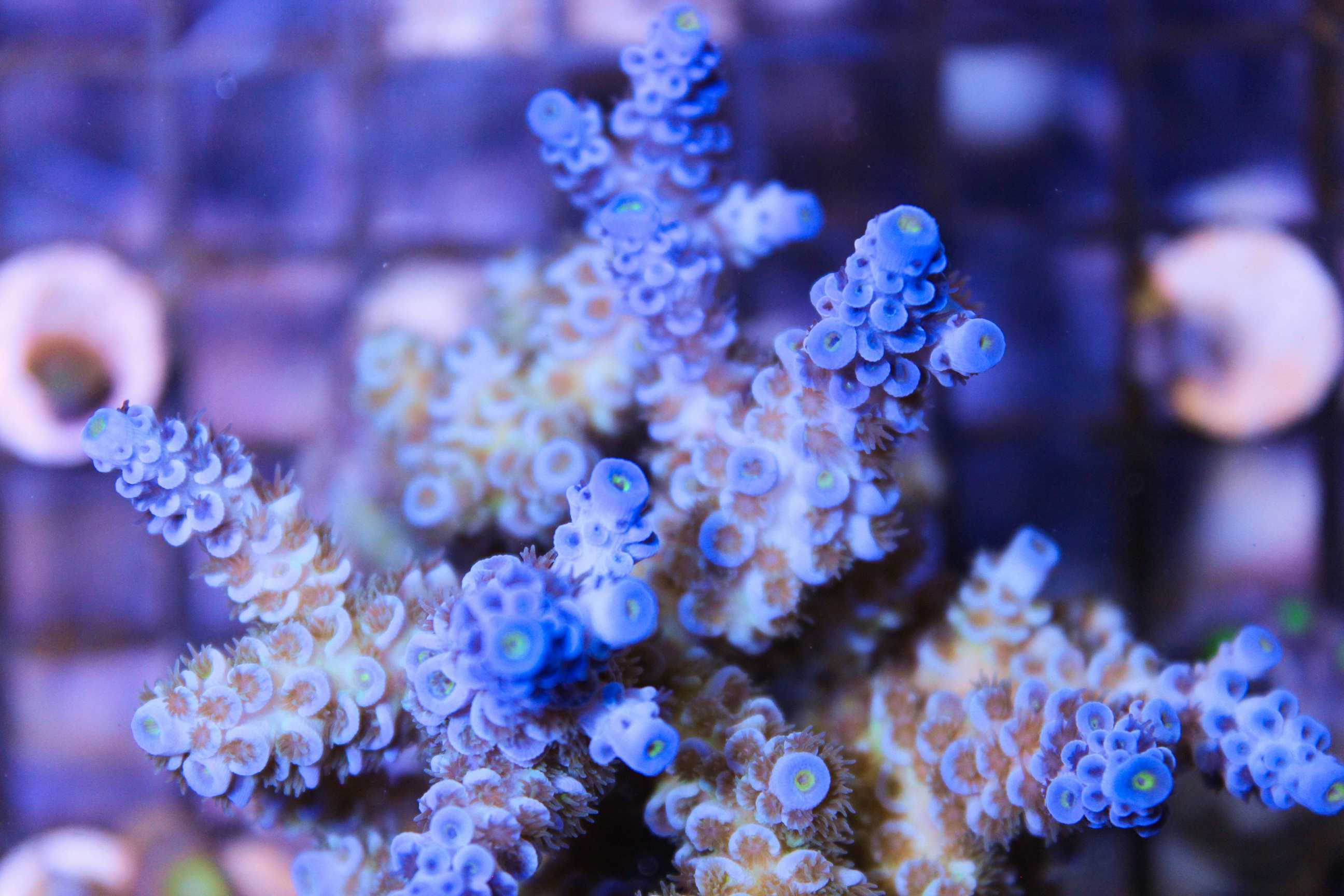 Blue Acropora Tenuis - Frag Box Corals