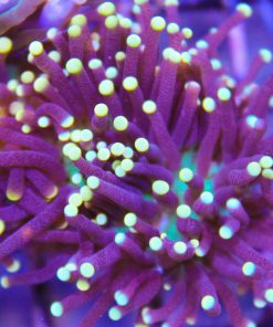 Purple Torch Coral