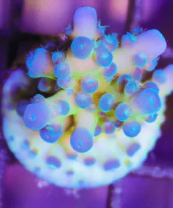 Blue Acropora Tortusa