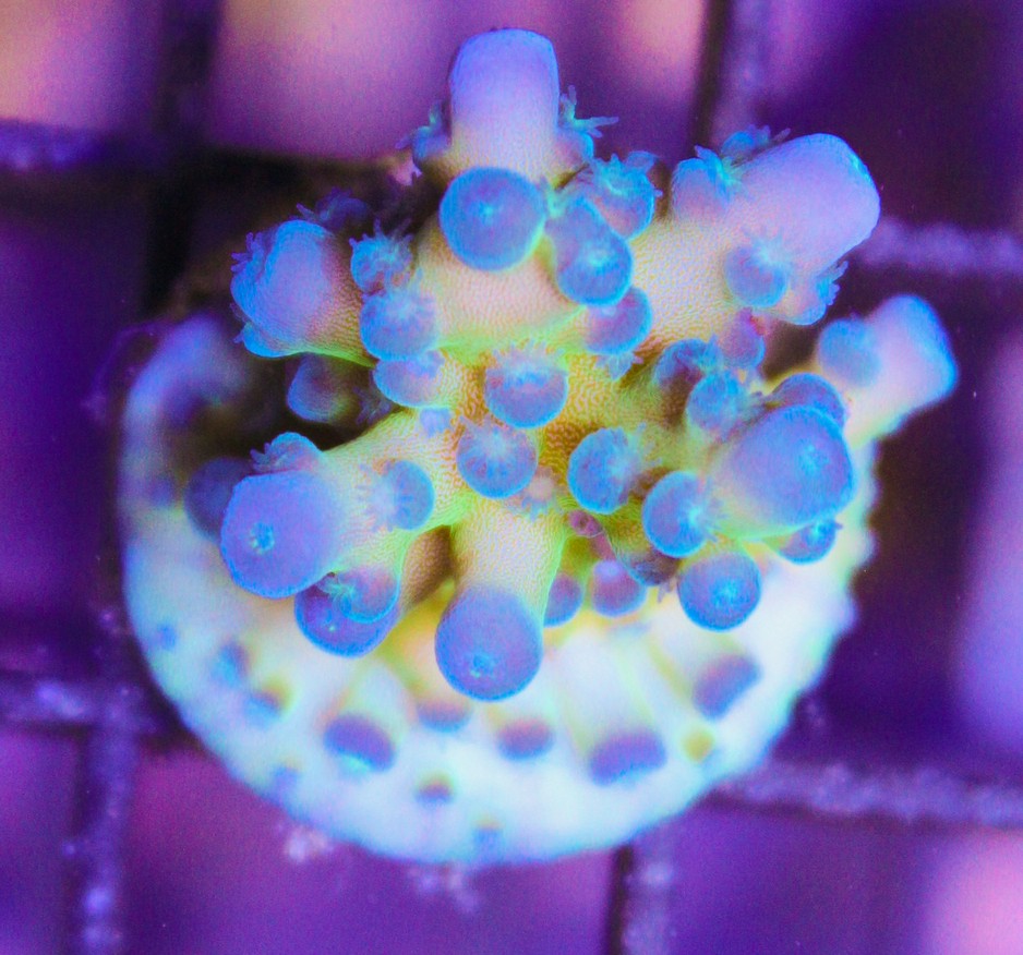 Blue Acropora Tortusa - Frag Box Corals