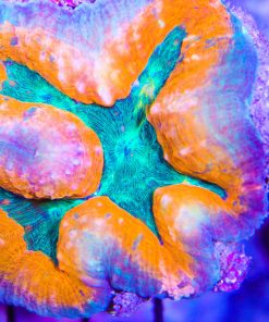 Ultra Lobophyllia Coral