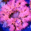 pink rock flower anemone