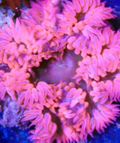 pink rock flower anemone