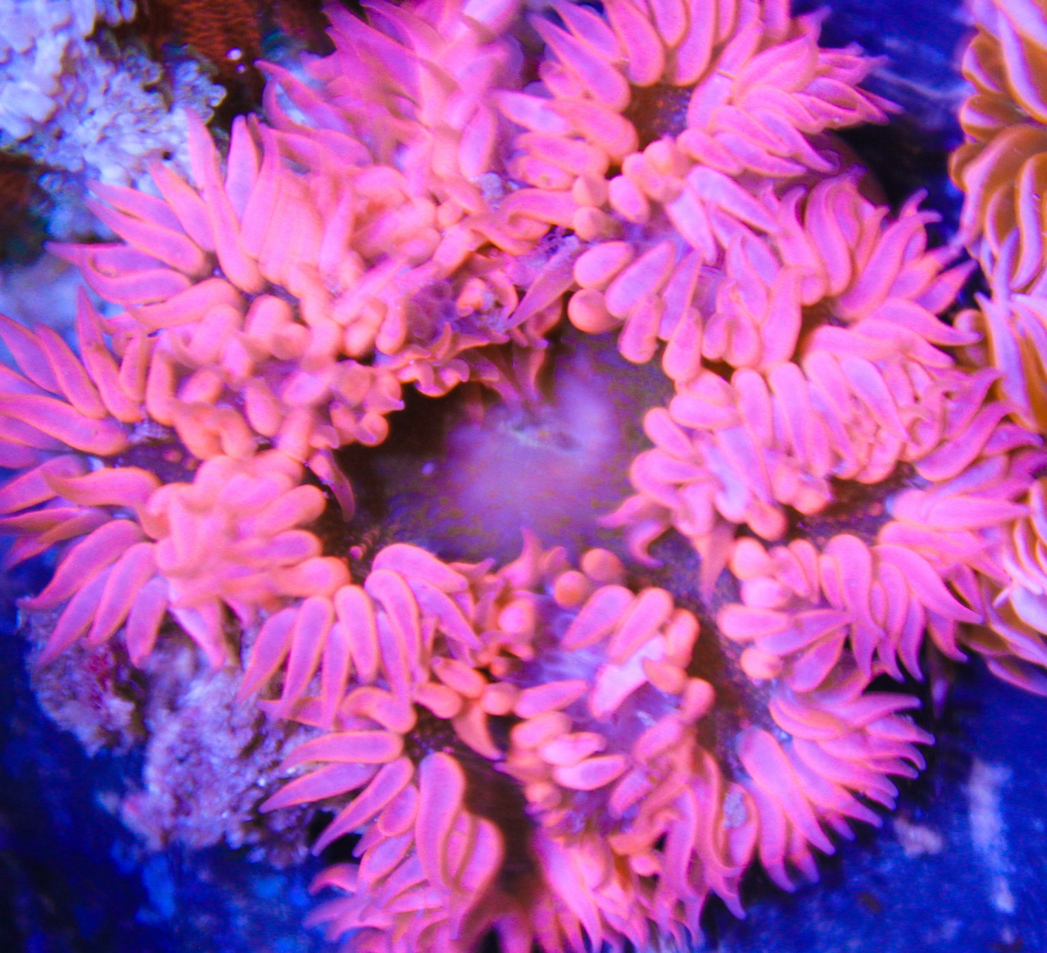 pink rock flower anemone