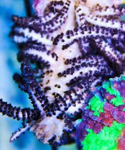 black polyp leather coral