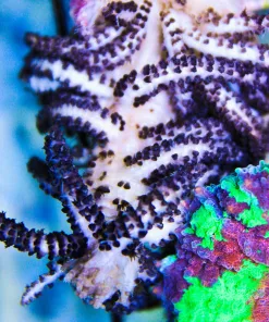black polyp leather coral