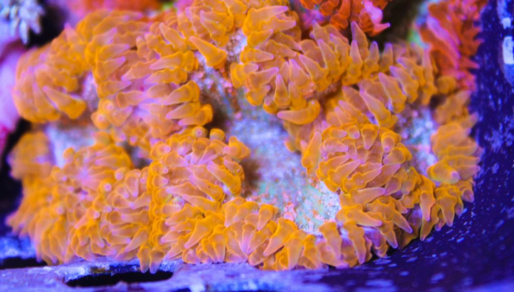 orange rock flower anemone