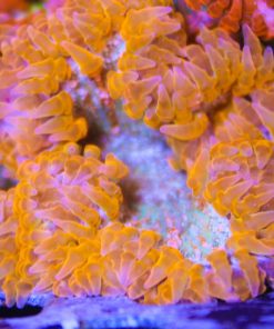 orange rock flower anemone