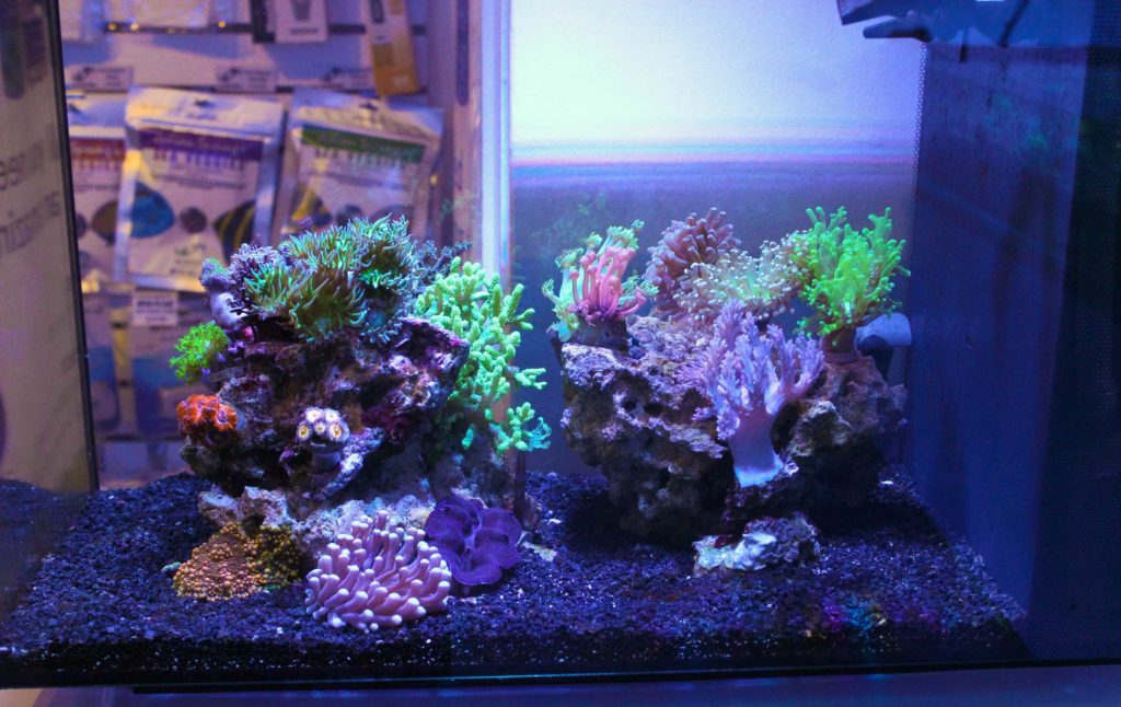 Fluval evo reef tank