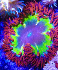 ultra rock flower anemone