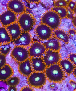 Black Sabath 2-3heads / frag