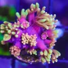 Rainbow Gonipora