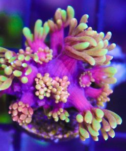 Rainbow Gonipora