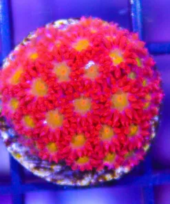 Encrusting Gonipora