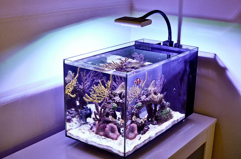 fluva evo reef ready aquarium
