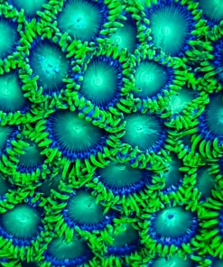 Radioactive Green Dragon Eyes Zoa Frag