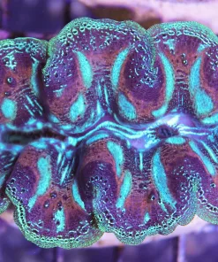 Tips on keeping clams!