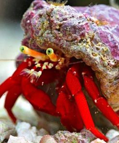 Scarlet Hermit Crab