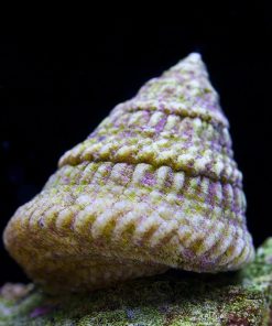 Astrea Snail