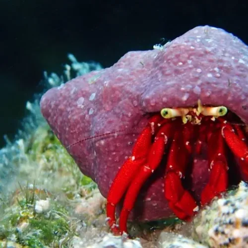 scarelt hermit crab