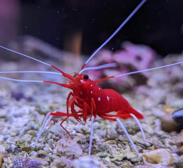 Blood Shrimp marine