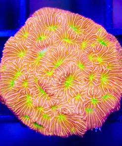 Jason Fox Jack O Lantern Leptoseris Frag