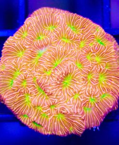 Jason Fox Jack O Lantern Leptoseris Frag ***